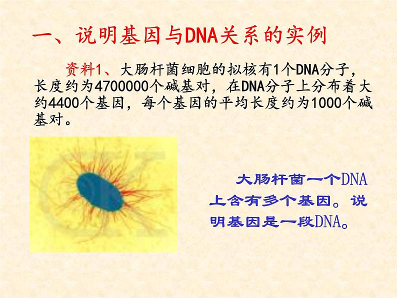 高中人教版生物必修2教学课件：3.4 基因是有遗传效应的dna片段1 word版含答案02