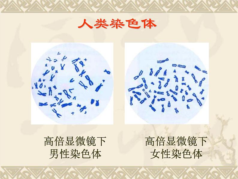 高中人教版生物必修2教学课件：2.3 伴性遗传2 word版含答案第2页