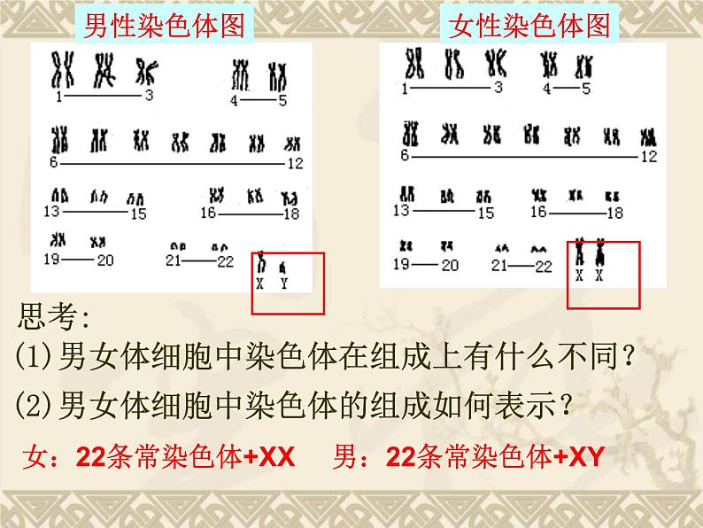 高中人教版生物必修2教学课件：2.3 伴性遗传2 word版含答案第3页