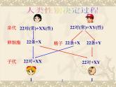 高中人教版生物必修2教学课件：2.3 伴性遗传2 word版含答案