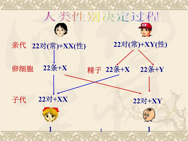 高中人教版生物必修2教学课件：2.3 伴性遗传2 word版含答案第4页