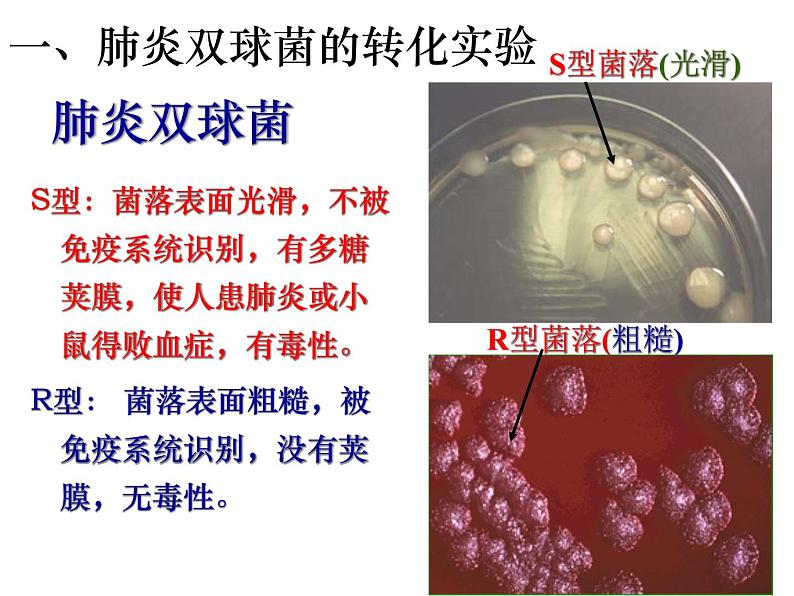 高中人教版生物必修2教学课件：3.1 dna是主要的遗传物质2 word版含答案05