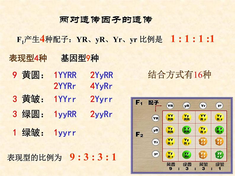 高中人教版生物必修2教学课件：1.2 孟德尔的豌豆杂交实验（二）205