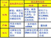高中人教版生物必修2教學課件：4.2 基因對性狀的控制1 word版含答案
