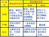 高中人教版生物必修2教学课件：4.2 基因对性状的控制1 word版含答案