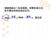 高中人教版生物必修2教学课件：4.2 基因对性状的控制1 word版含答案