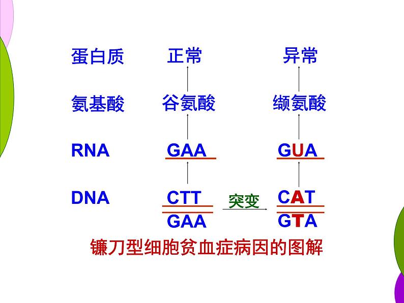 高中人教版生物必修2教学课件：5.1 基因突变和基因重组2 word版含答案第5页