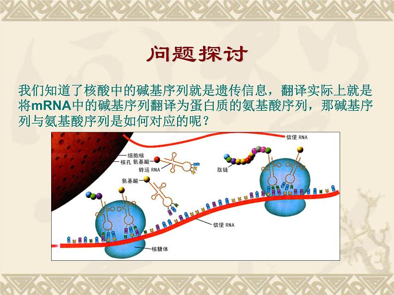 高中人教版生物必修2教学课件：4.3 遗传密码的破译 word版含答案02