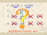 高中人教版生物必修2教学课件：6.1 杂交育种与诱变育种1 word版含答案
