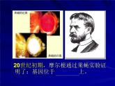 高中人教版生物必修2教学课件：3.1 dna是主要的遗传物质1 word版含答案