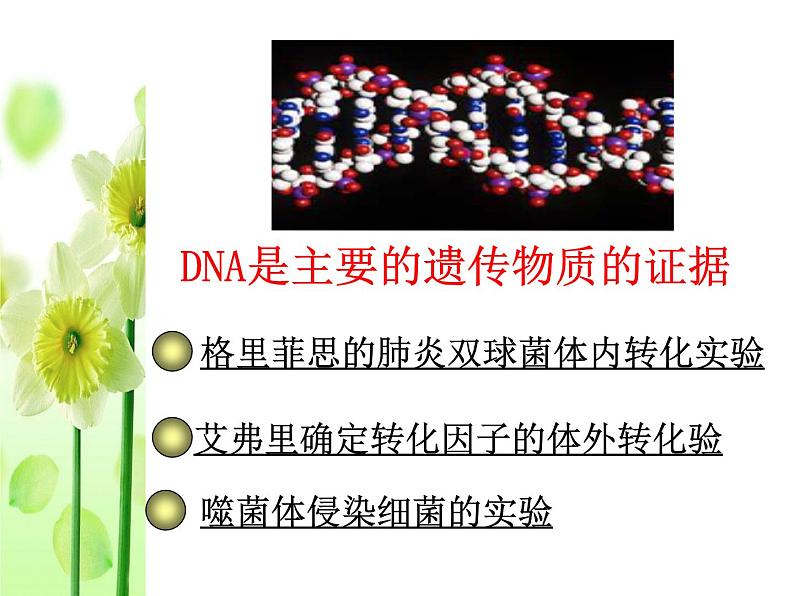 高中人教版生物必修2教学课件：3.1 dna是主要的遗传物质1 word版含答案第6页