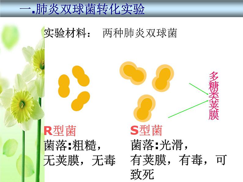 高中人教版生物必修2教学课件：3.1 dna是主要的遗传物质1 word版含答案第7页