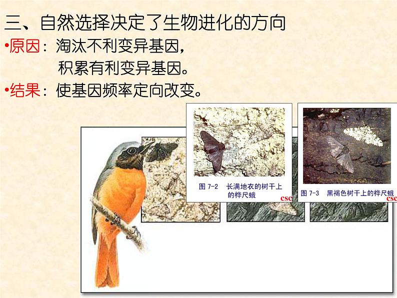 高中人教版生物必修2教学课件：7.2 现代生物进化理论的主要内容1 word版含答案08