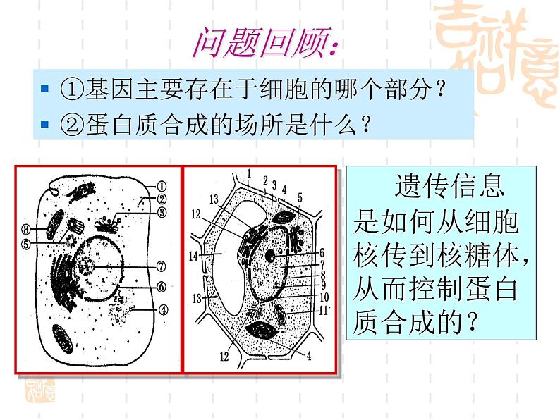 高中人教版生物必修2教学课件：4.1 基因指导蛋白质的合成1 word版含答案05