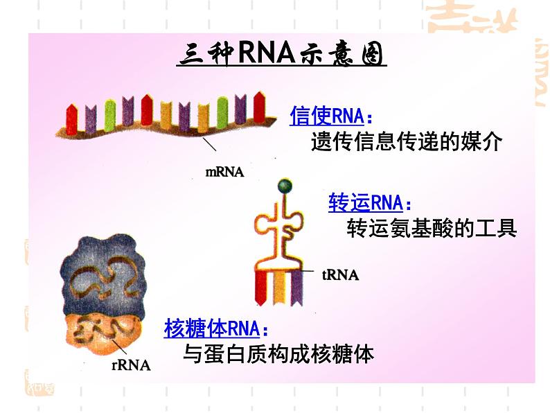 高中人教版生物必修2教学课件：4.1 基因指导蛋白质的合成1 word版含答案08