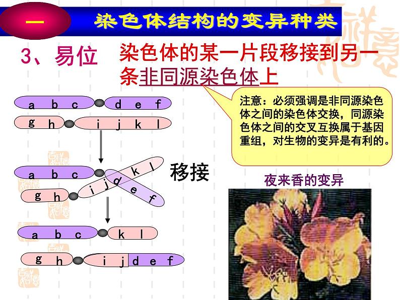 高中人教版生物必修2教学课件：5.2 染色体变异1 word版含答案07