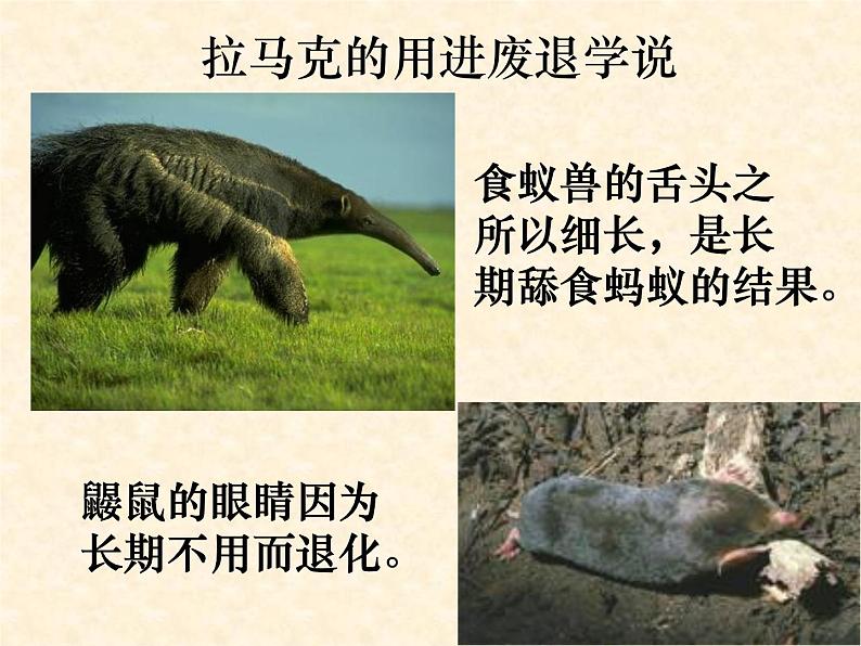 高中人教版生物必修2教学课件：7.1 现代生物进化理论的由来1 word版含答案04