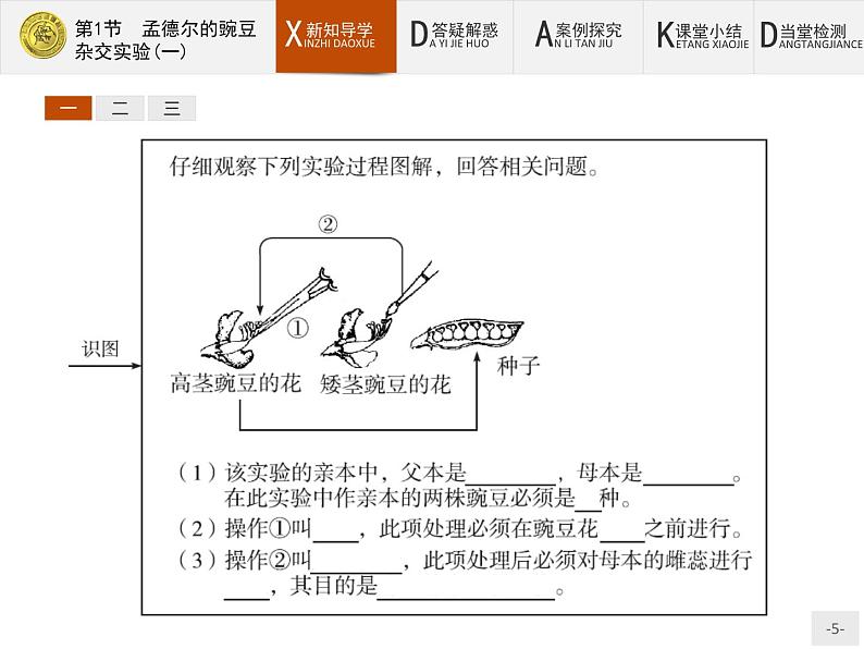 高中生物人教版必修2课件：1.1 孟德尔的豌豆杂交实验（一）05