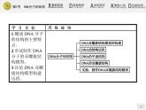 高中生物人教版必修2课件：3.2 DNA分子的结构