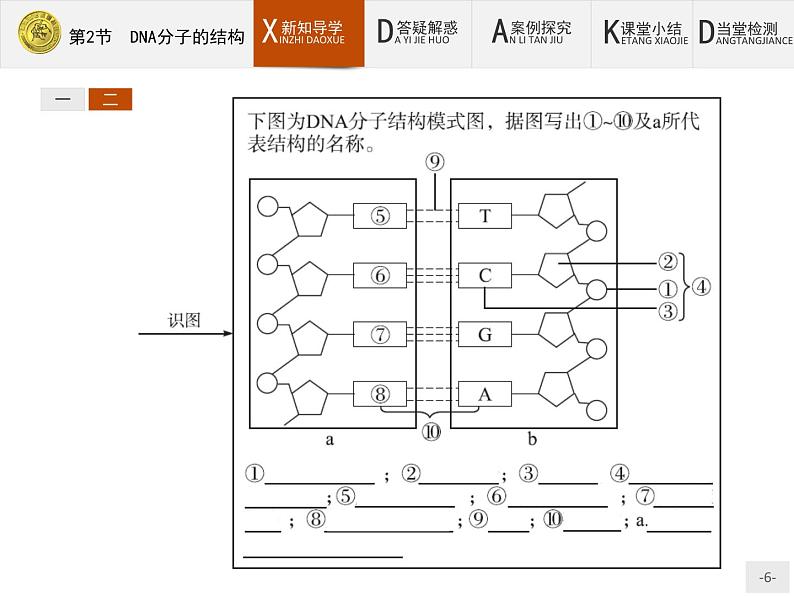 高中生物人教版必修2课件：3.2 DNA分子的结构06