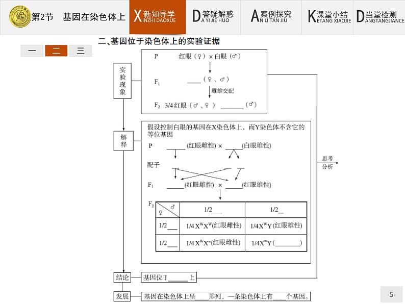 高中生物人教版必修2课件：2.2 基因在染色体上05