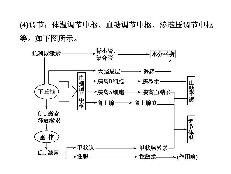 高效课堂同步课件：2章末整合《动物和人体生命活动的调节》（必修3）03