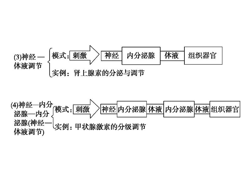 高效课堂同步课件：2章末整合《动物和人体生命活动的调节》（必修3）05