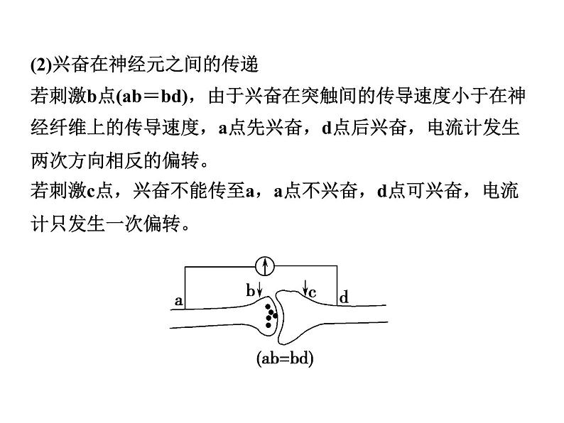 高效课堂同步课件：2章末整合《动物和人体生命活动的调节》（必修3）07