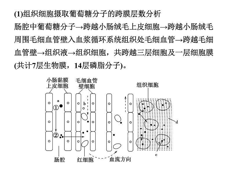 高效课堂同步课件：1章末整合《人体的内环境与稳态》（必修3）03