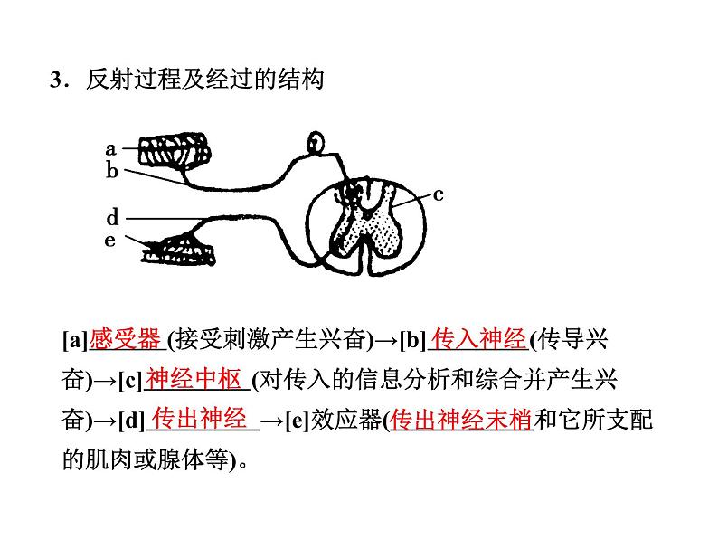 高效课堂同步课件：2-1通过神经系统的调节（必修3）04