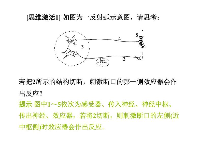 高效课堂同步课件：2-1通过神经系统的调节（必修3）05