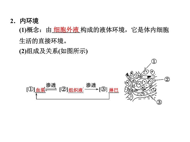 高效课堂同步课件：1-1细胞生活的环境（必修3）04