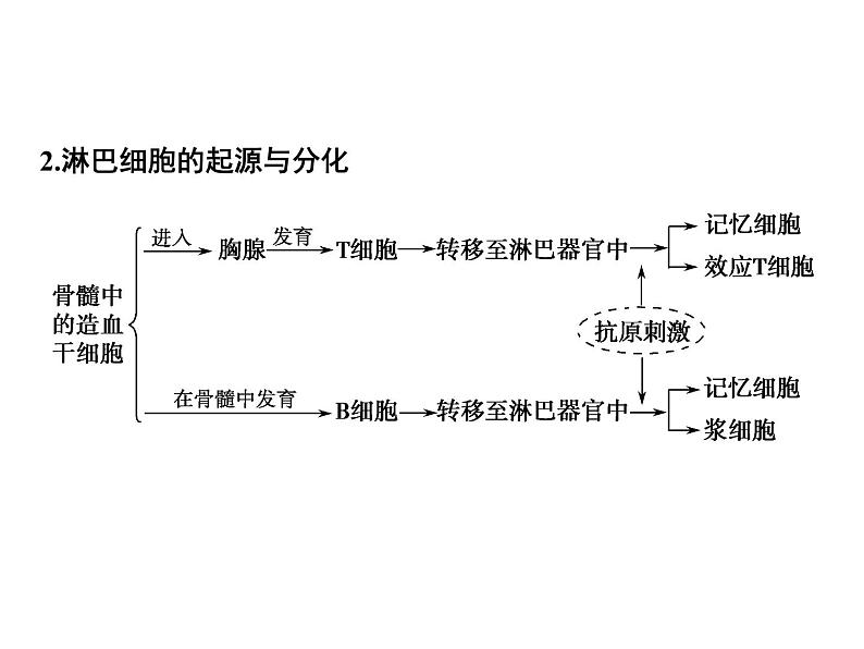 高效课堂同步课件：2-4免疫调节（必修3）07