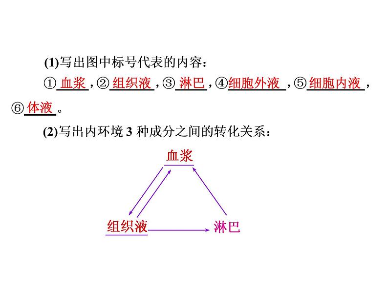 第1讲  人体内环境的稳态与调节 课件02