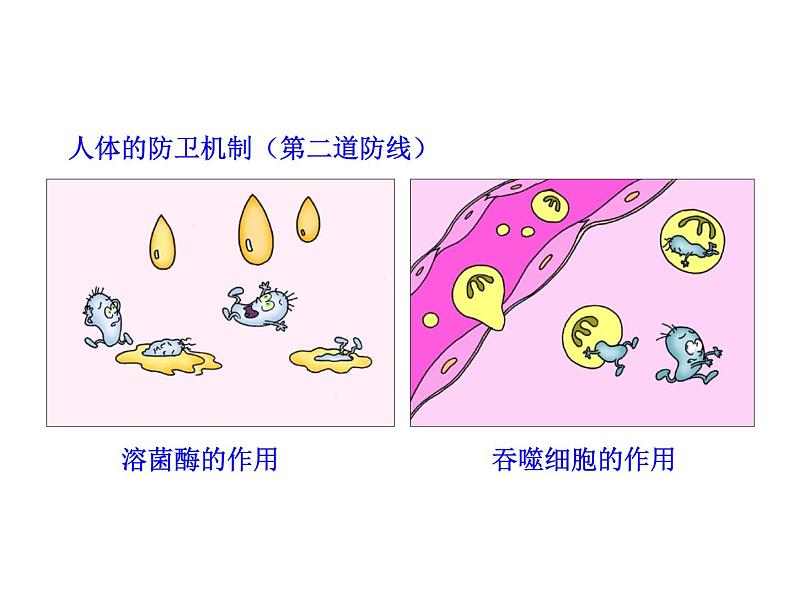 高中生物PPT授课课件（人教版必修3）2.4免疫调节07