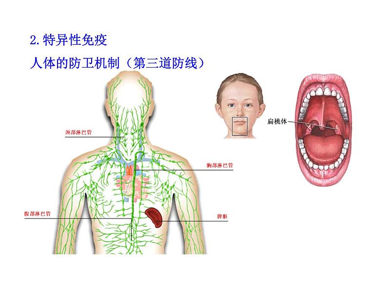 高中生物PPT授课课件（人教版必修3）2.4免疫调节08