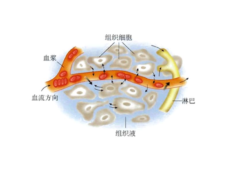 高中生物PPT授课课件（人教版必修3）1.1细胞生活的环境03