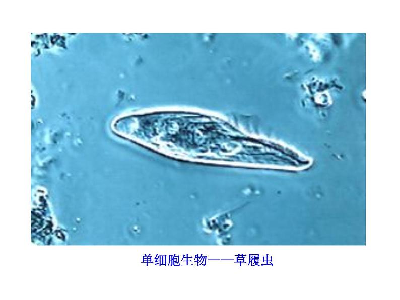 高中生物PPT授课课件（人教版必修3）1.1细胞生活的环境04