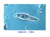 高中生物PPT授课课件（人教版必修3）1.1细胞生活的环境