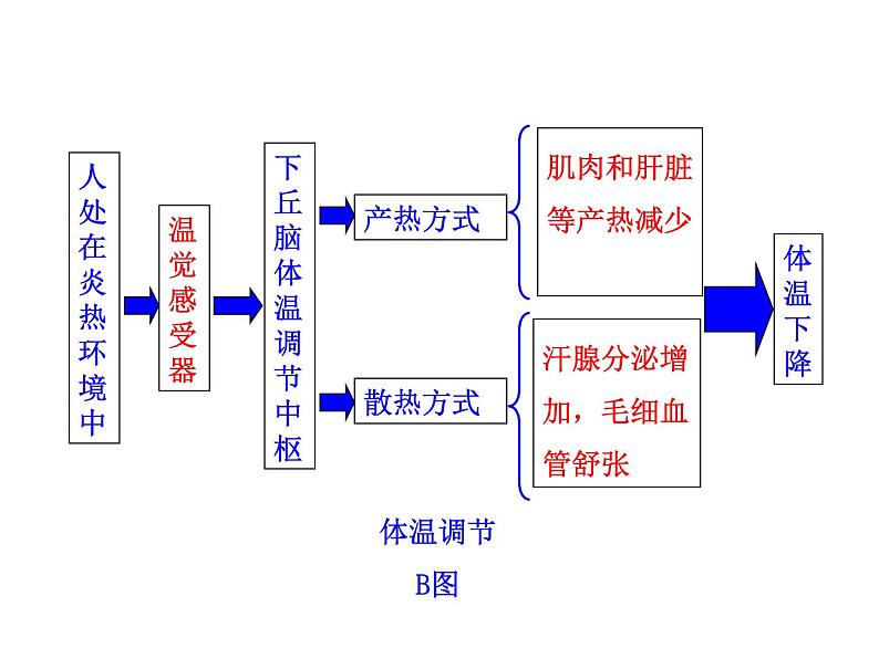 高中生物PPT授课课件（人教版必修3）2.3神经调节与体液调节的关系08