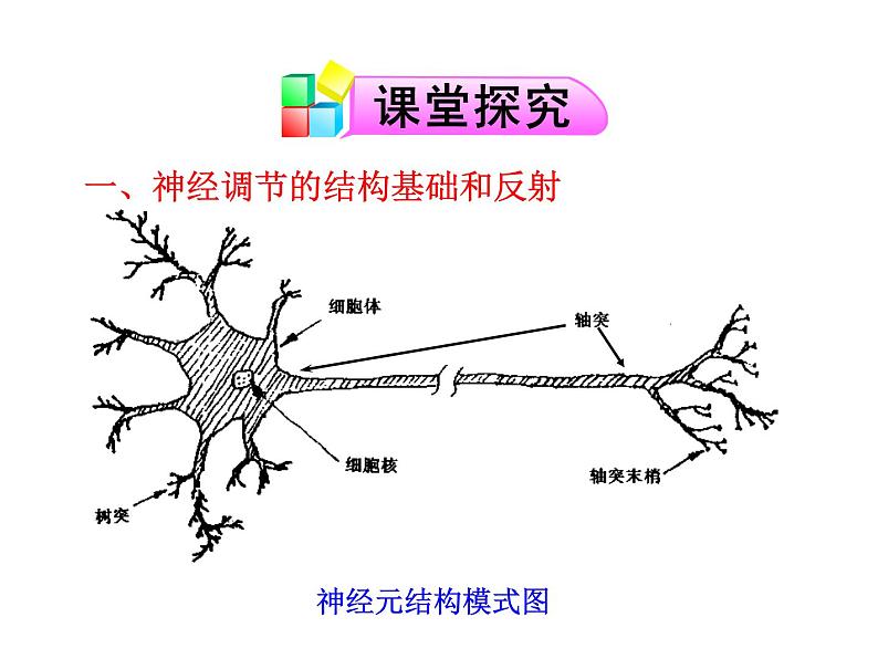 高中生物PPT授课课件（人教版必修3）2.1通过神经系统的调节04