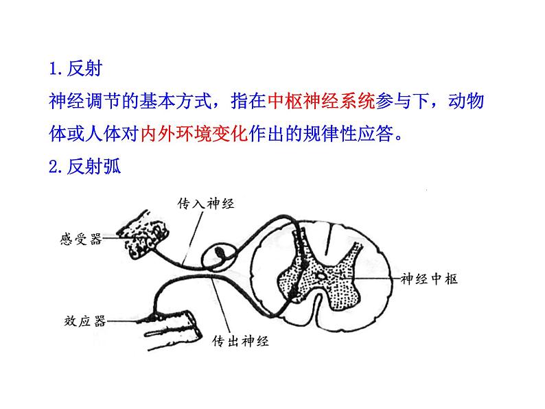 高中生物PPT授课课件（人教版必修3）2.1通过神经系统的调节06