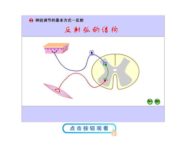 高中生物PPT授课课件（人教版必修3）2.1通过神经系统的调节08