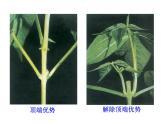 高中生物PPT授课课件（人教版必修3）3.2生长素的生理作用