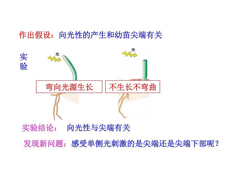 高中生物PPT授课课件（人教版必修3）3.1植物生长素的发现第5页