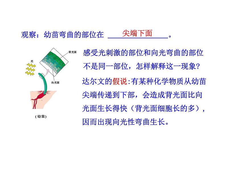 高中生物PPT授课课件（人教版必修3）3.1植物生长素的发现第8页