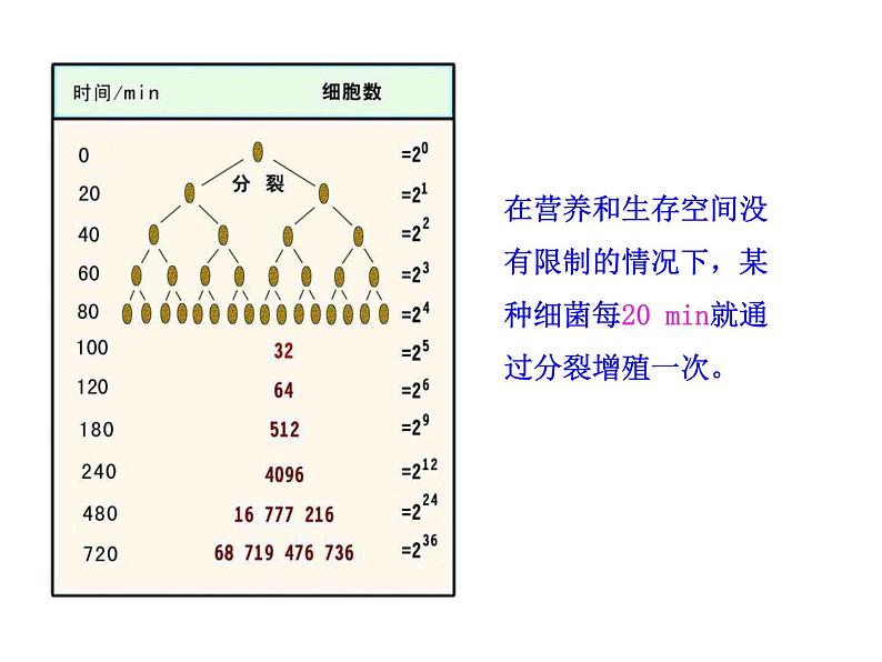 高中生物PPT授课课件（人教版必修3）4.2种群数量的变化06