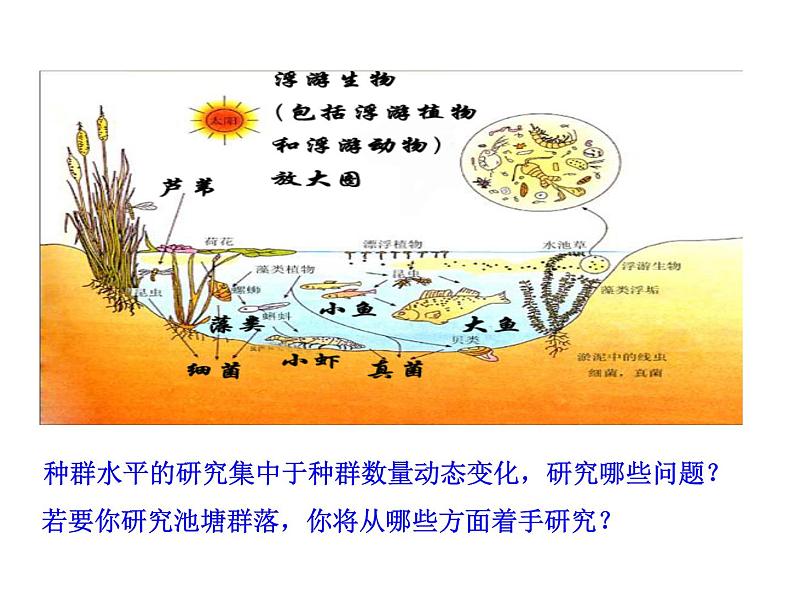 高中生物PPT授课课件（人教版必修3）4.3群落的结构05