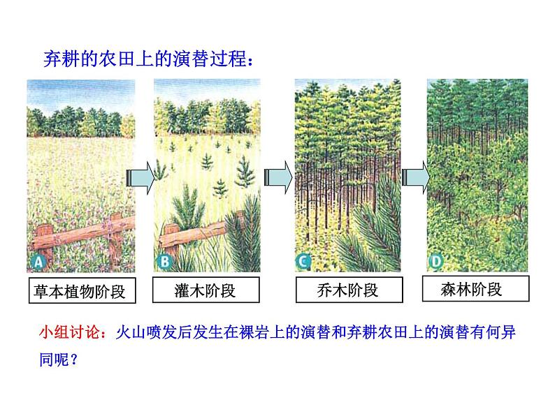 高中生物PPT授课课件（人教版必修3）4.4群落的演替05