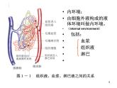 必修3 稳态与环境1.1细胞生活的环境(1) 课件